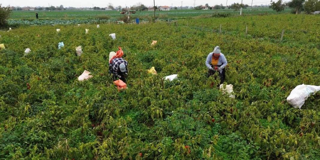 Üreticinin yüzünü güldüren ürün! 32.000 dekarda yetişiyor: Kilosu 15 liradan yok satıyor 1